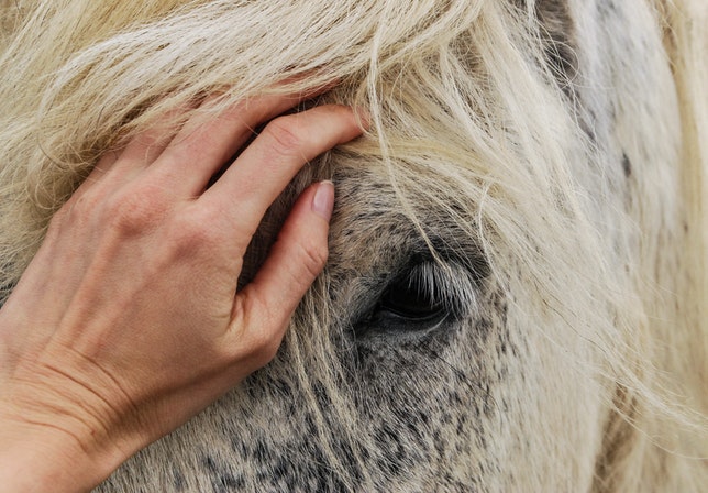 jak dbać o konia